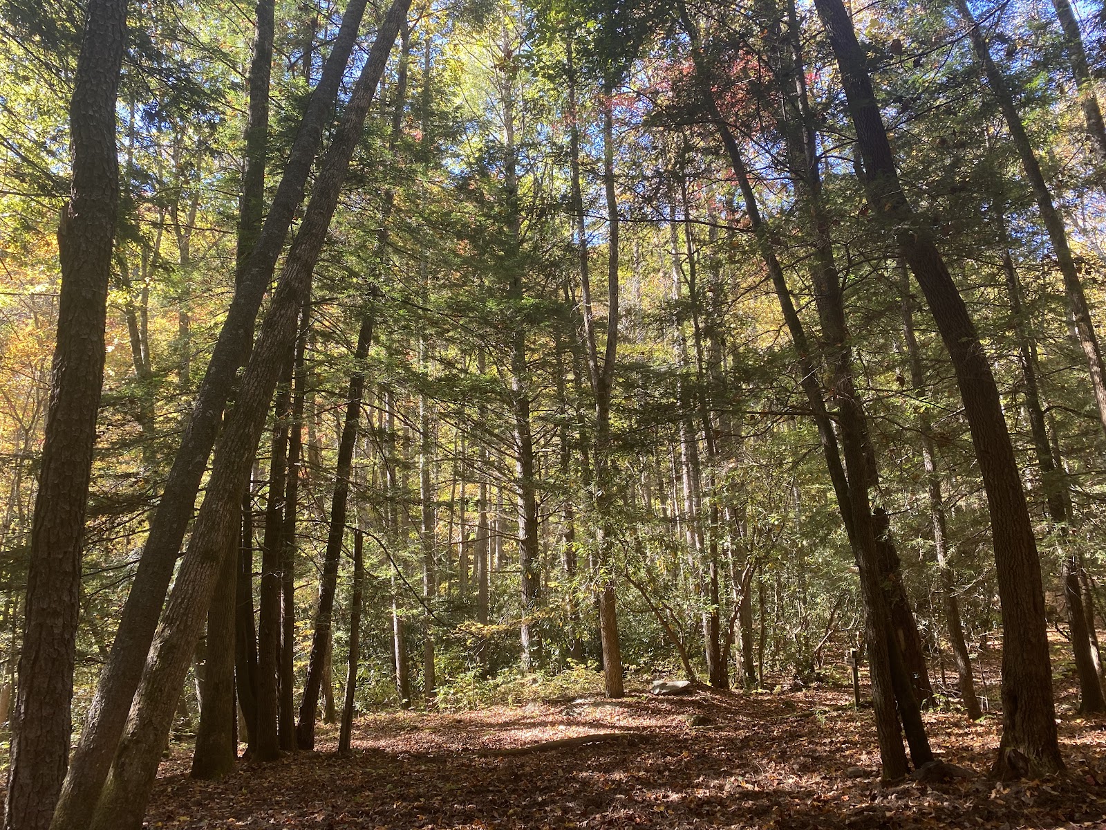 Backcountry Campsite #39