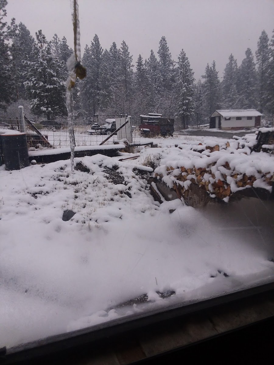 US Forestry Department