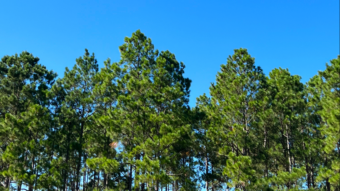 Clements RV Campsite