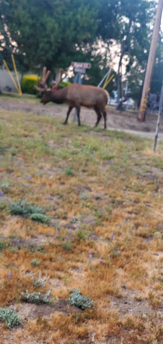 BVS Water Canyon Campground