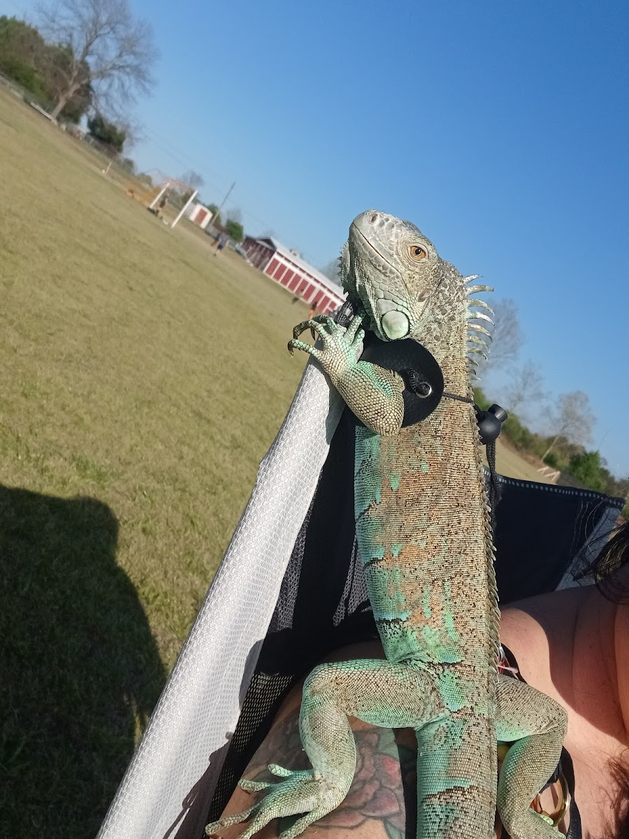 Barrington County Park