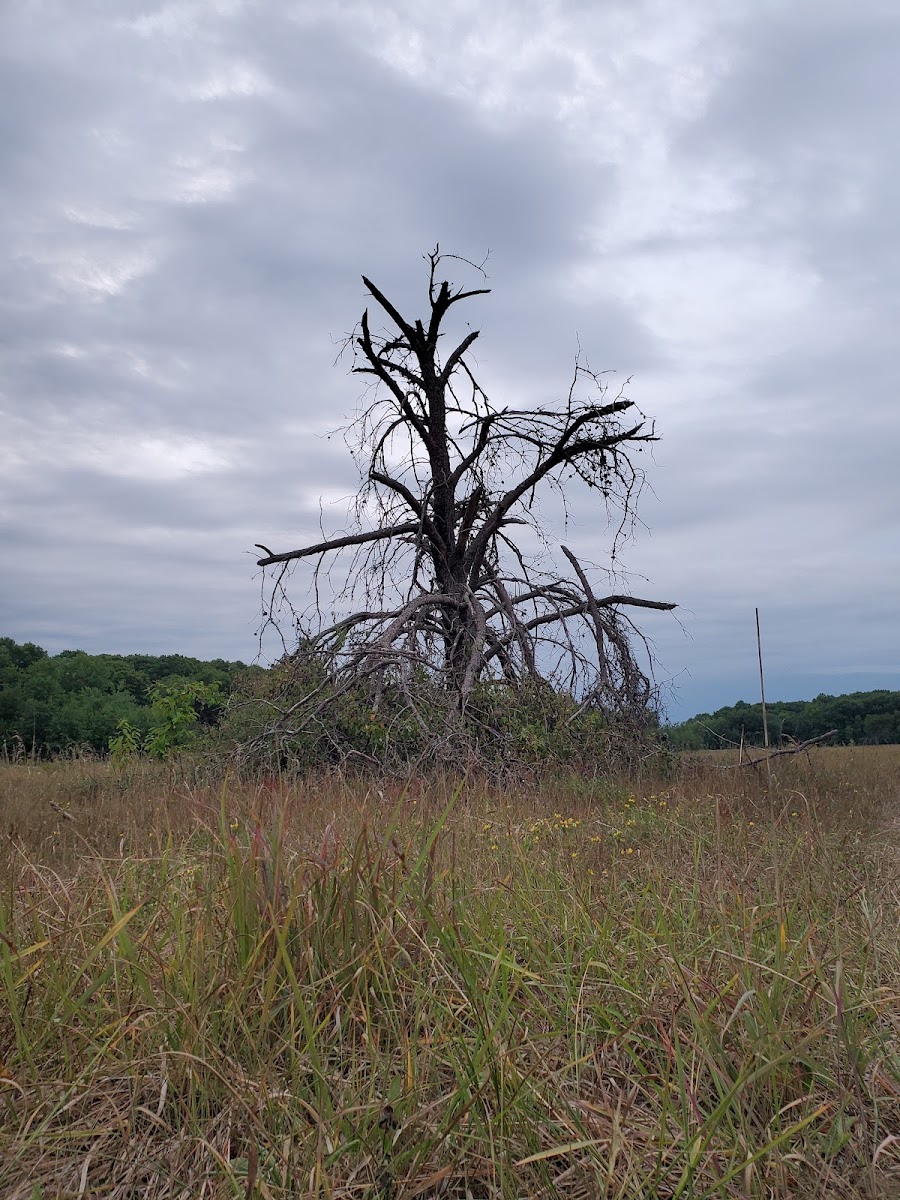 Wild River State Park Group Camp