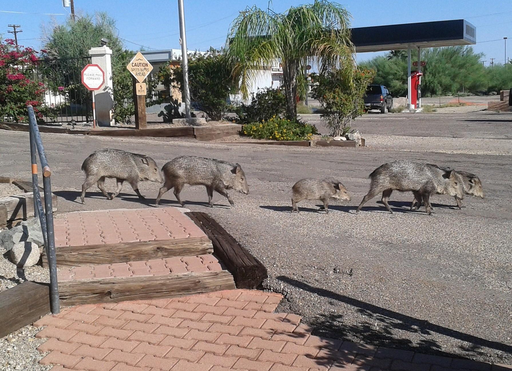 Shadow Ridge RV Resort