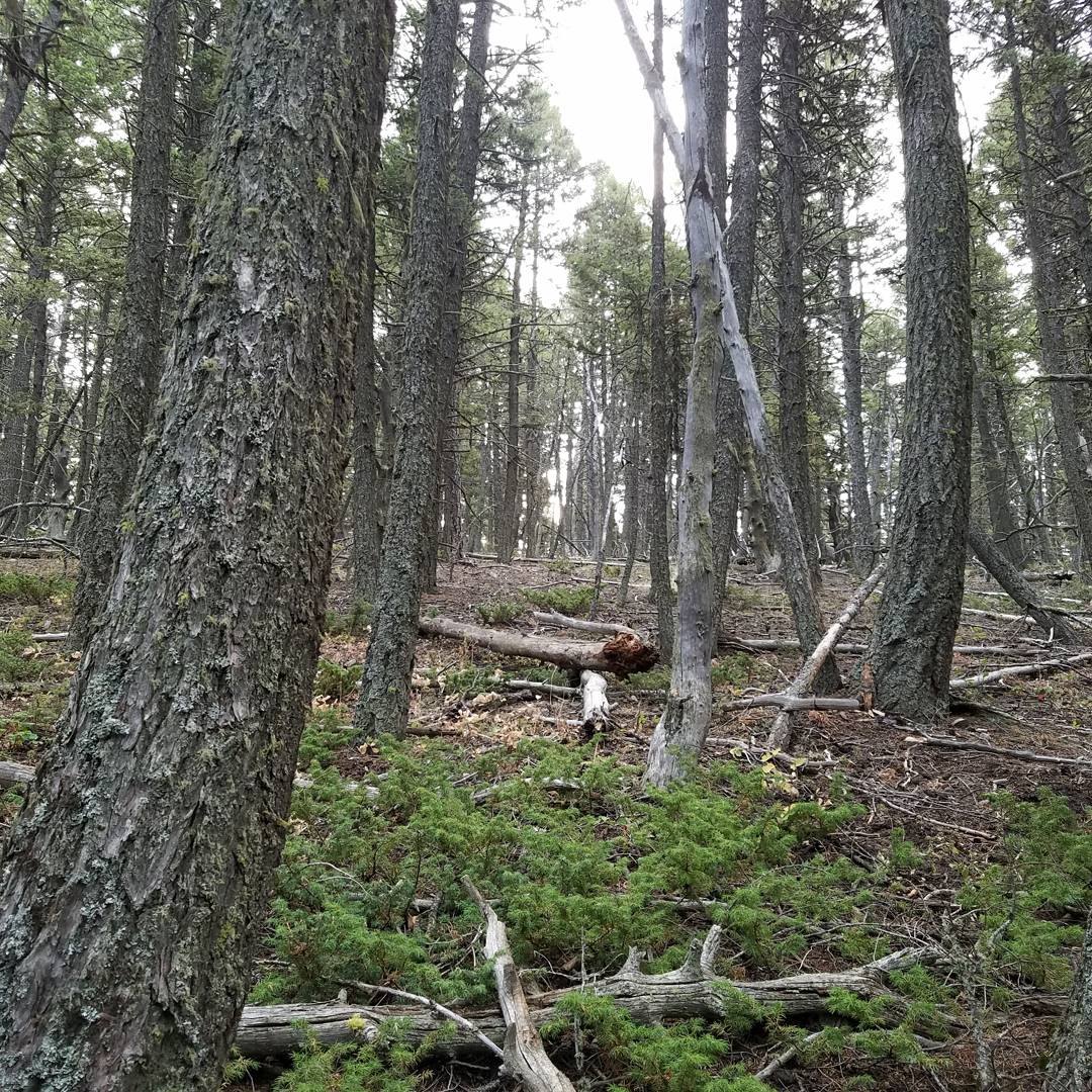 Spring Creek Campground