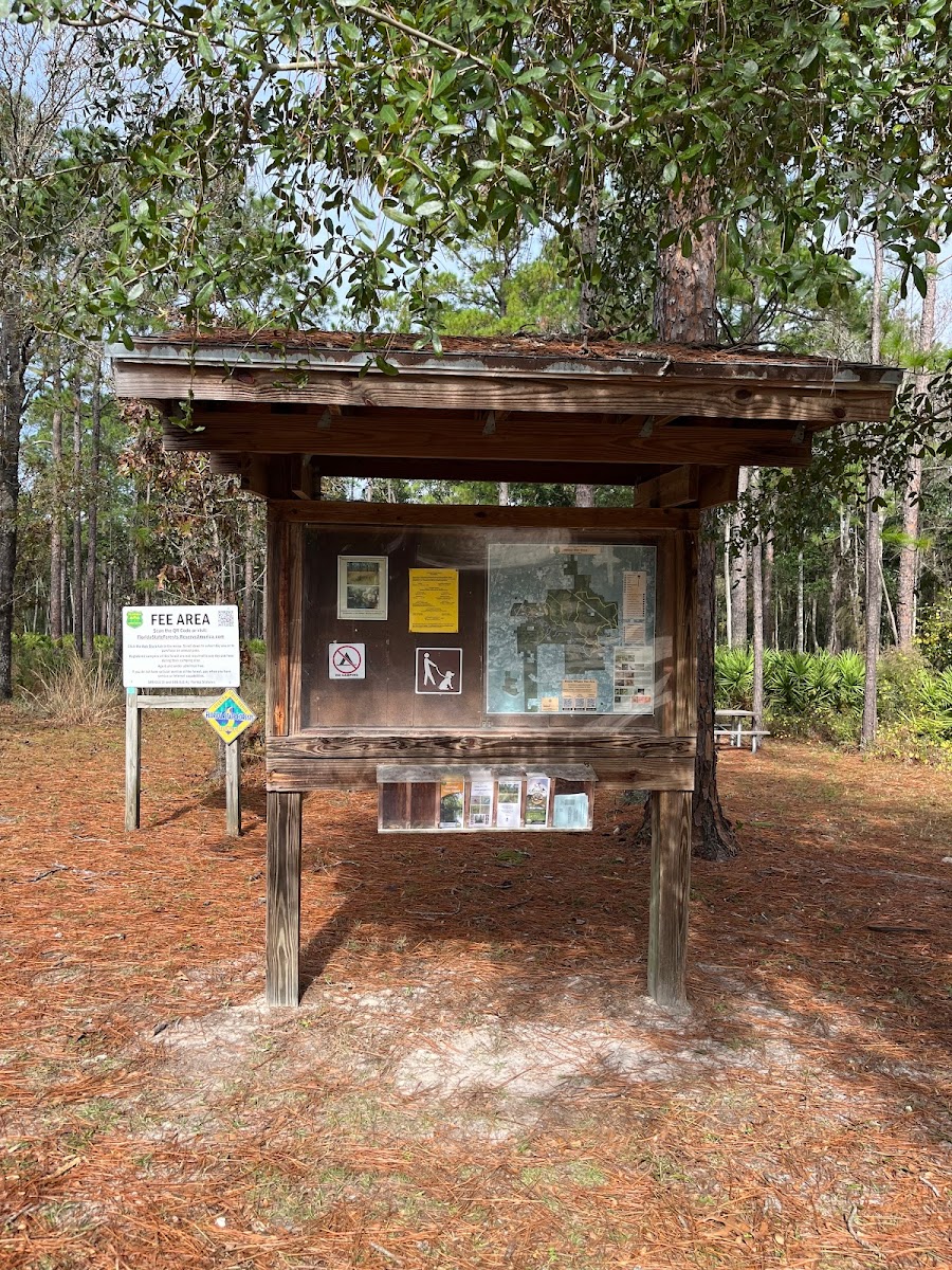 Jennings State Forest - Hammock Campground