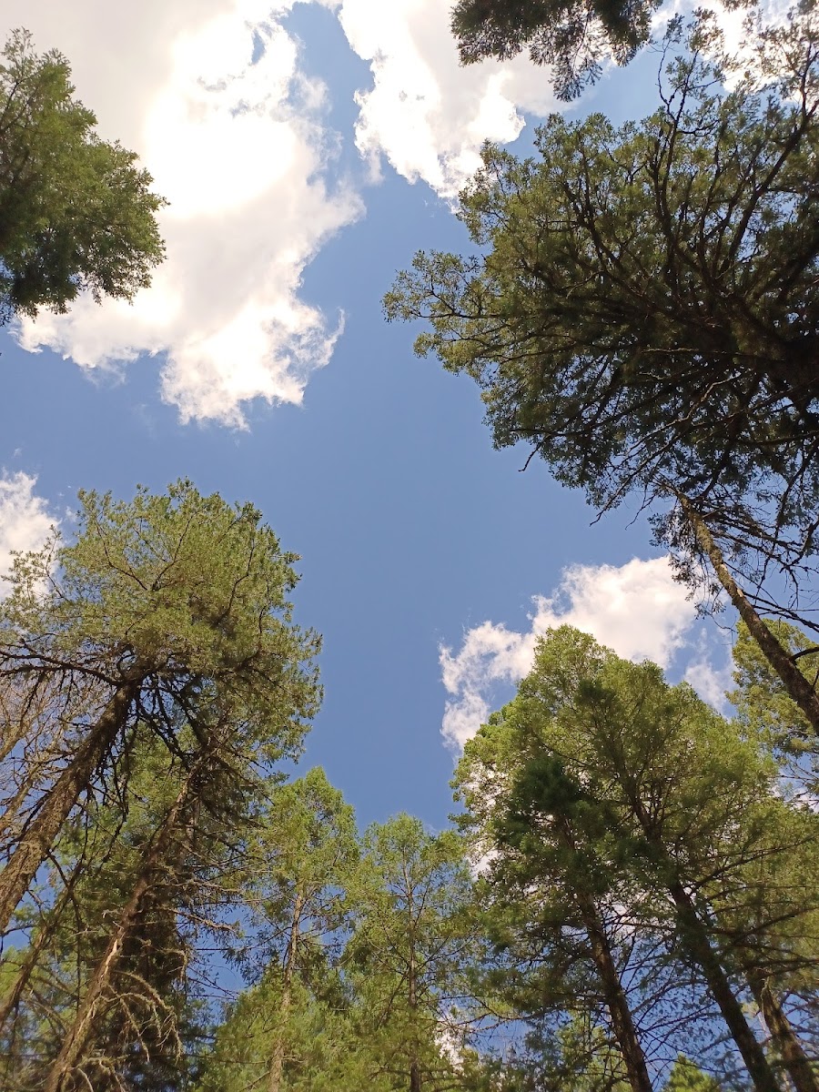 UPPER HOSPITAL FLAT GROUP SITE