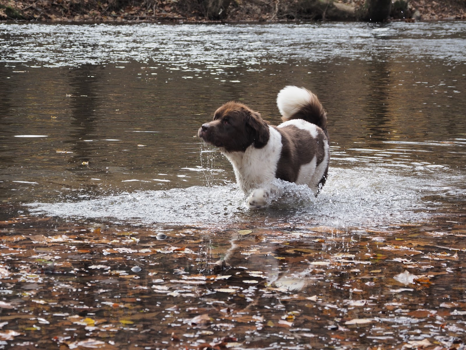 Craig Creek Recreation Area