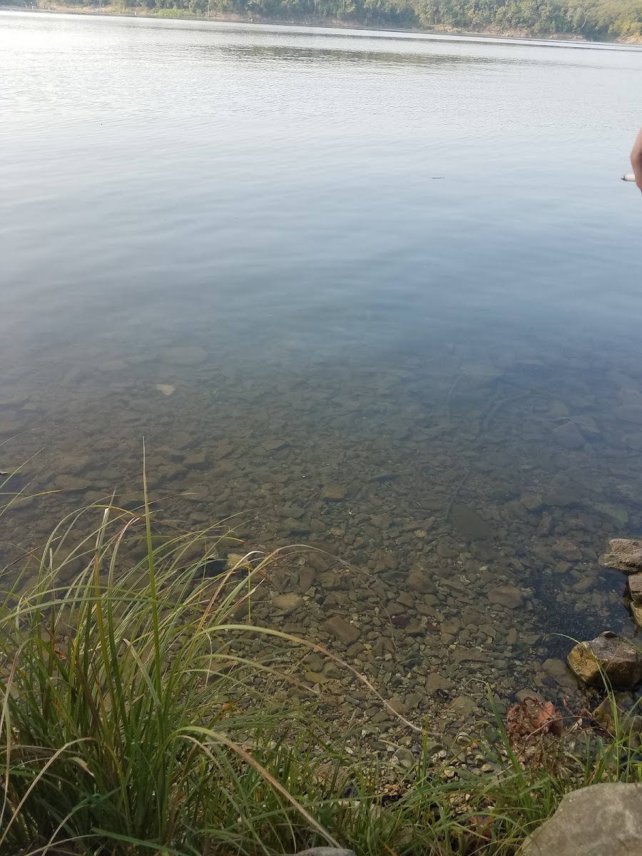 Buckhorn Campground Loop B