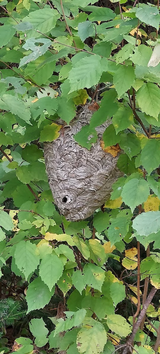 Oneida County picnic area and camping