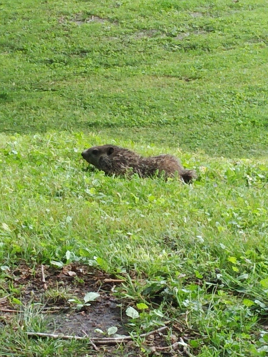 RV Park at Riverview, Ridley Rentals LLC