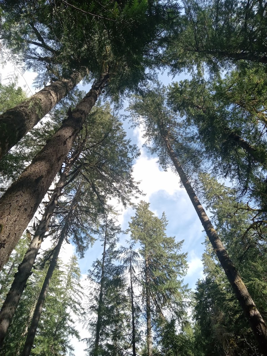 Mineral Camp Campground