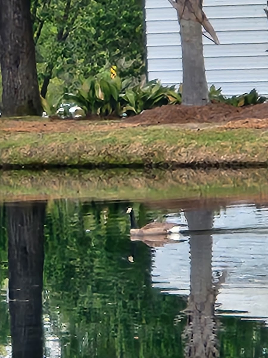 Mr. Tommy's Campground