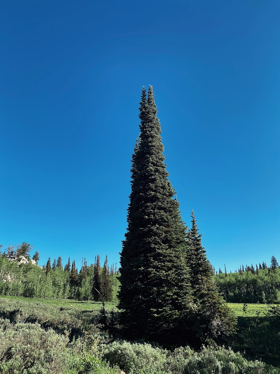 Tony Grove Campground