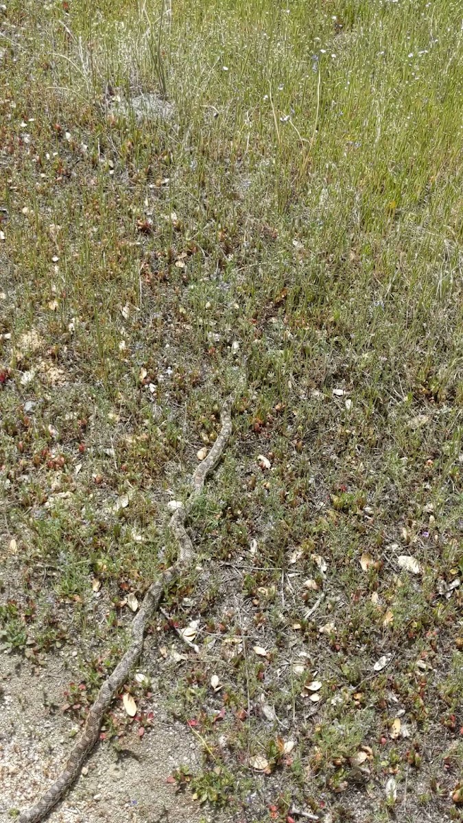 Kings River Trailhead (recgovnpsdata)