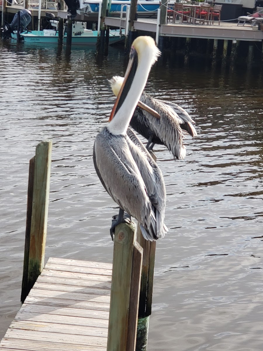 Lopez River Campsite