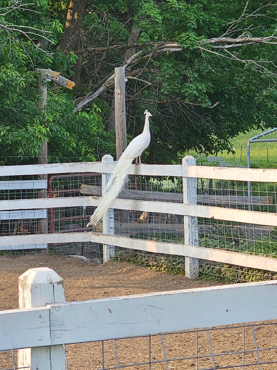 Paradise Hills - Horse Camp