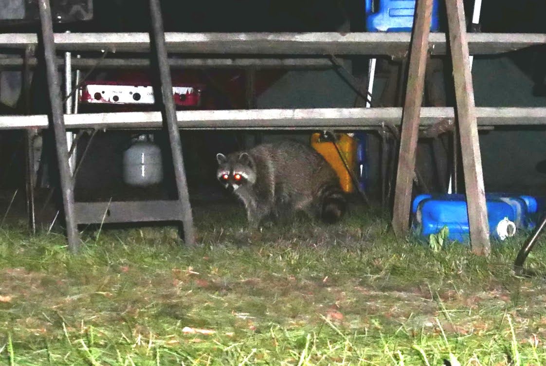 Ft Francis Campsite Voyager