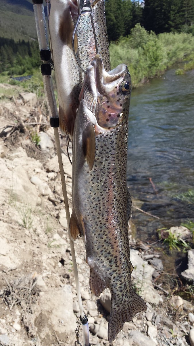 Big Beaver Campground