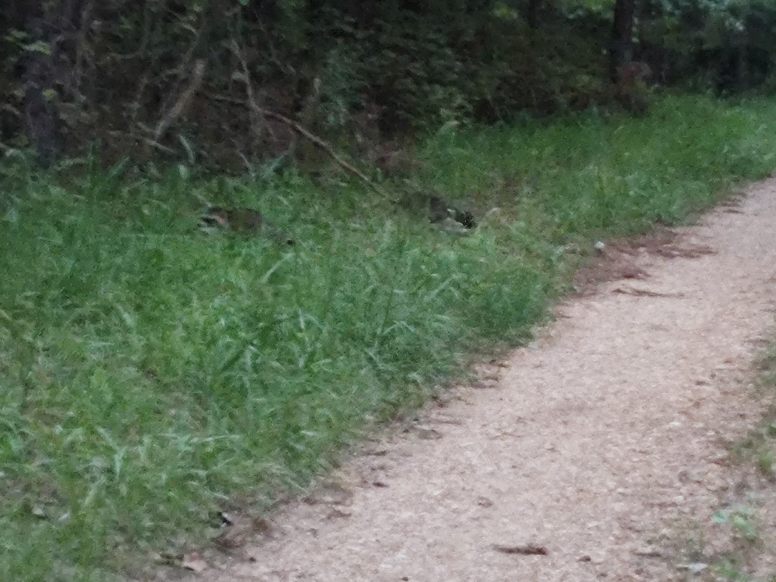 Eleven Point River Myrtle Access