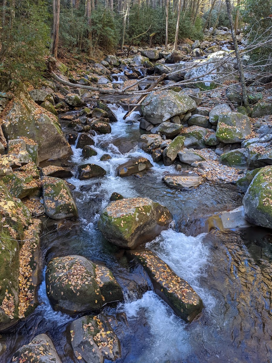 Lower Walnut Bottom Campsite 37