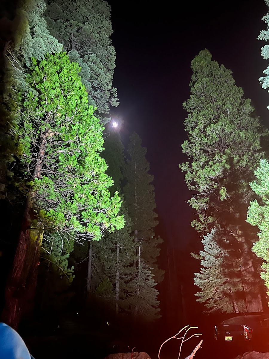 Yellow Jacket Campground