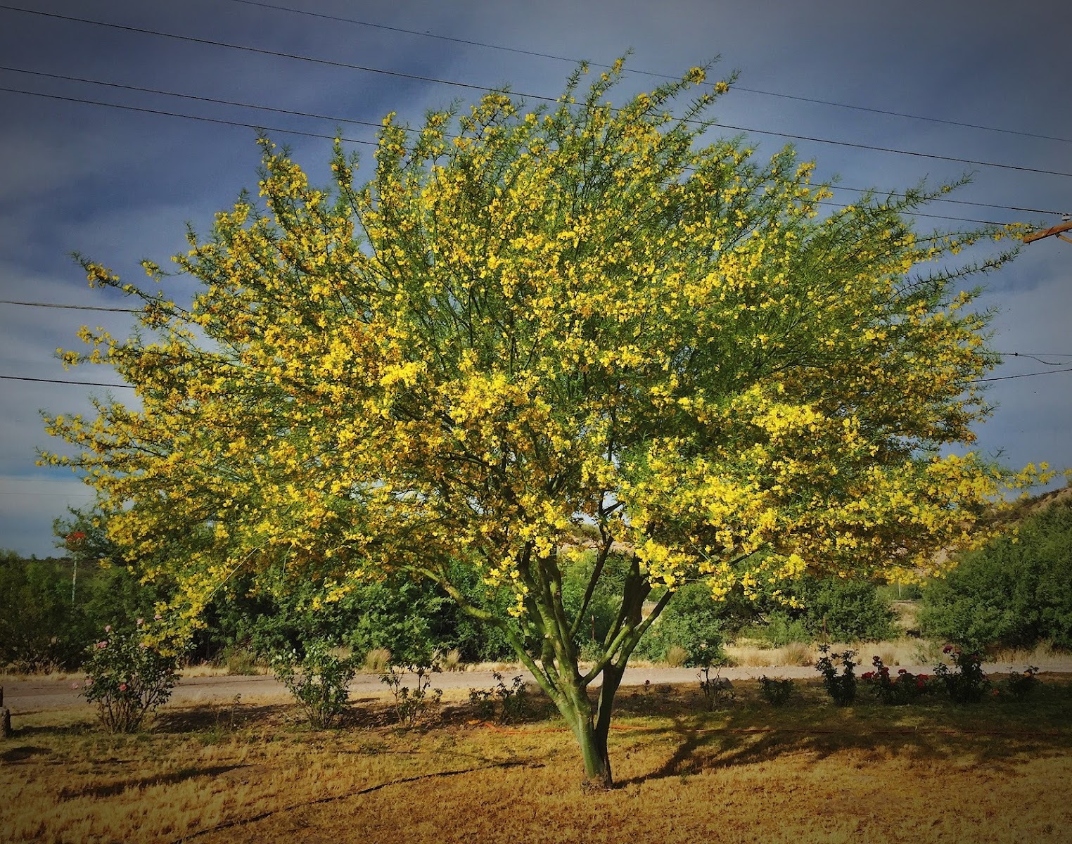 Palo Verde RV Park, LLC