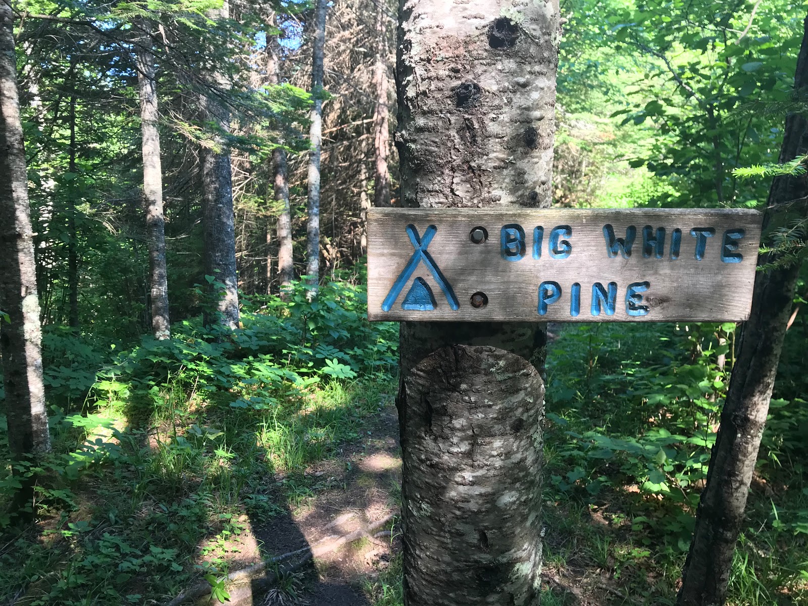Big White Pine Camp