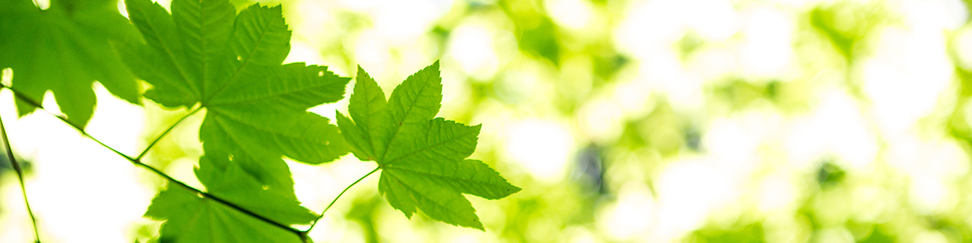 Barron's Trailer Park