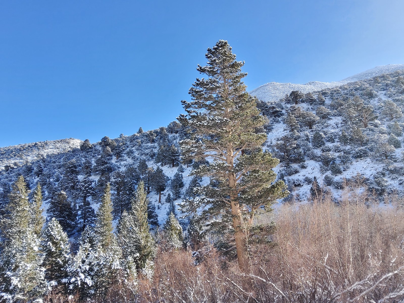 Aspen Group Campground