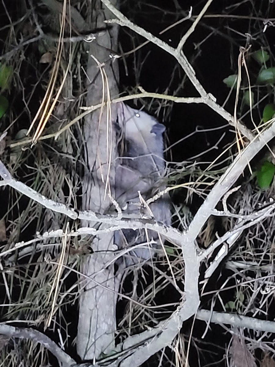 NAS Meridian Campground