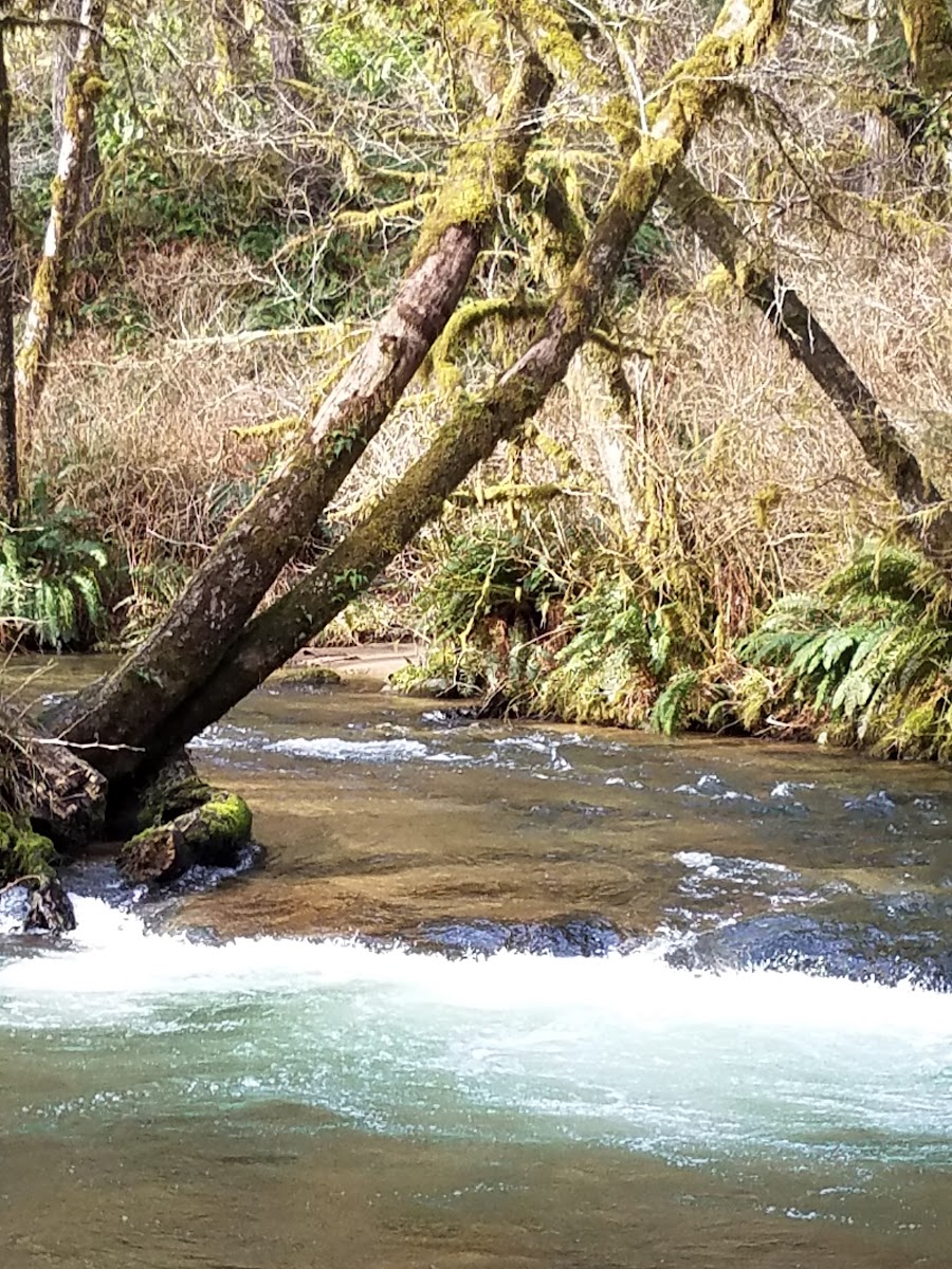 Canal Creek Campground