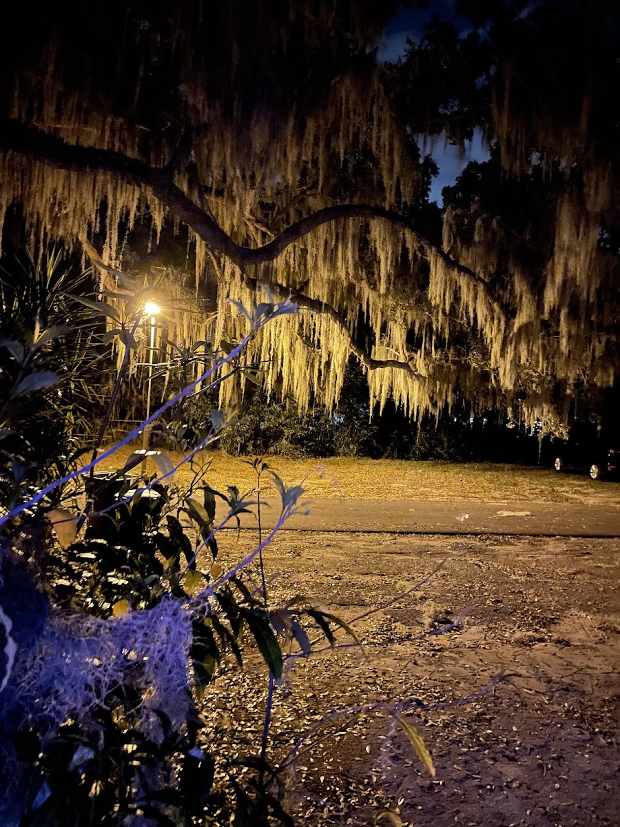 Killarney Mobile Homes & RV Court