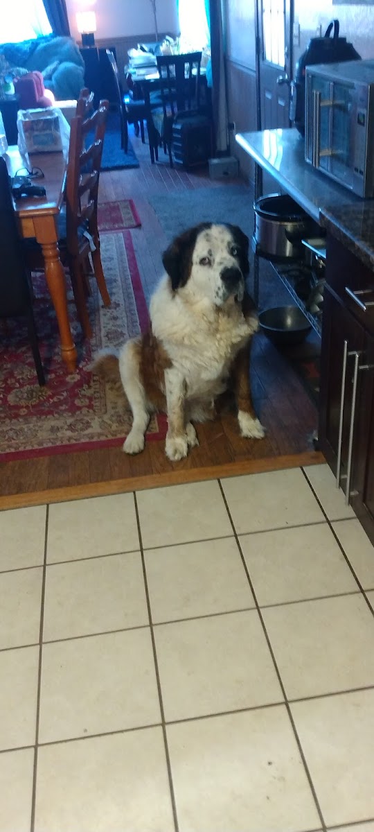 Camp Slobbery Dog RV Park and B and B