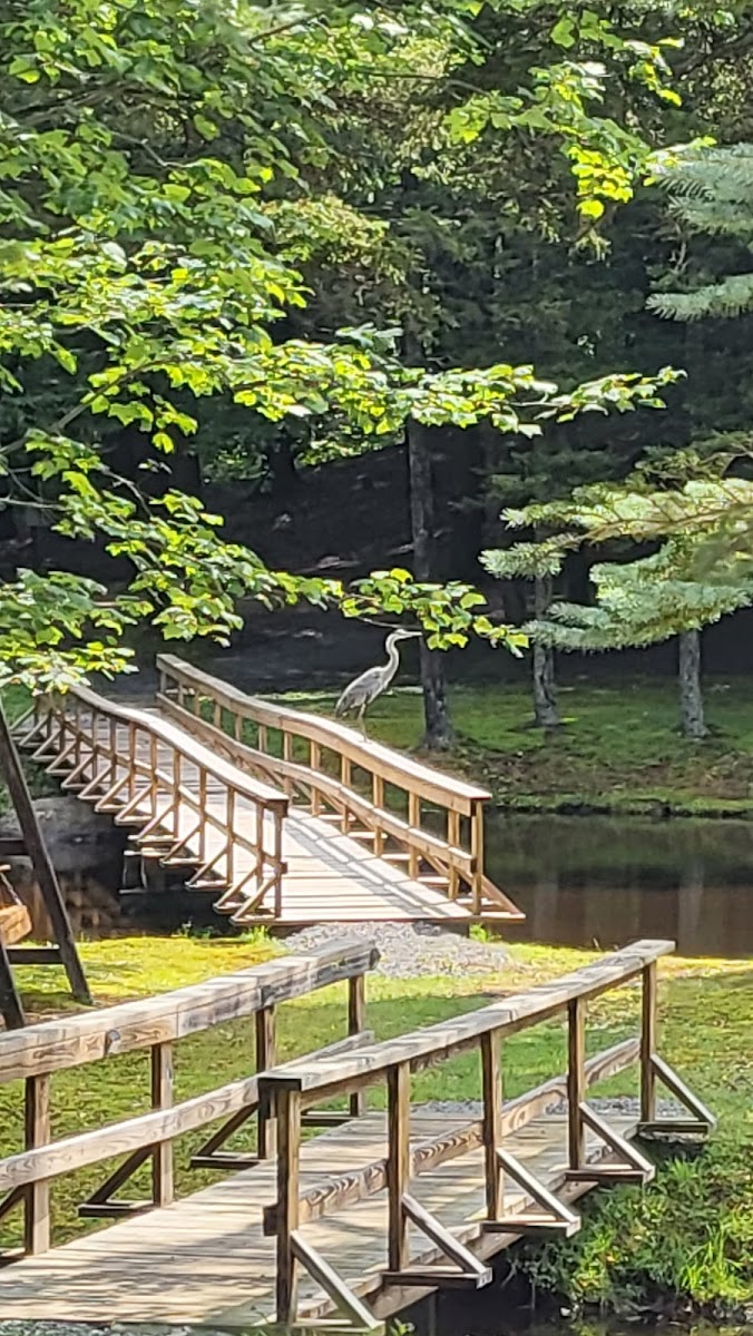 Cold Brook Campsites