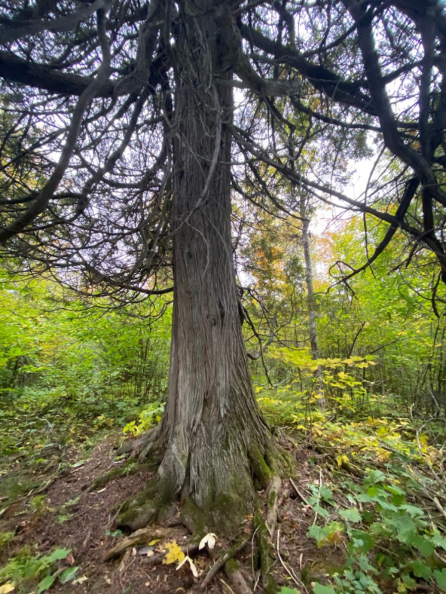 East Rollins Creek Camp