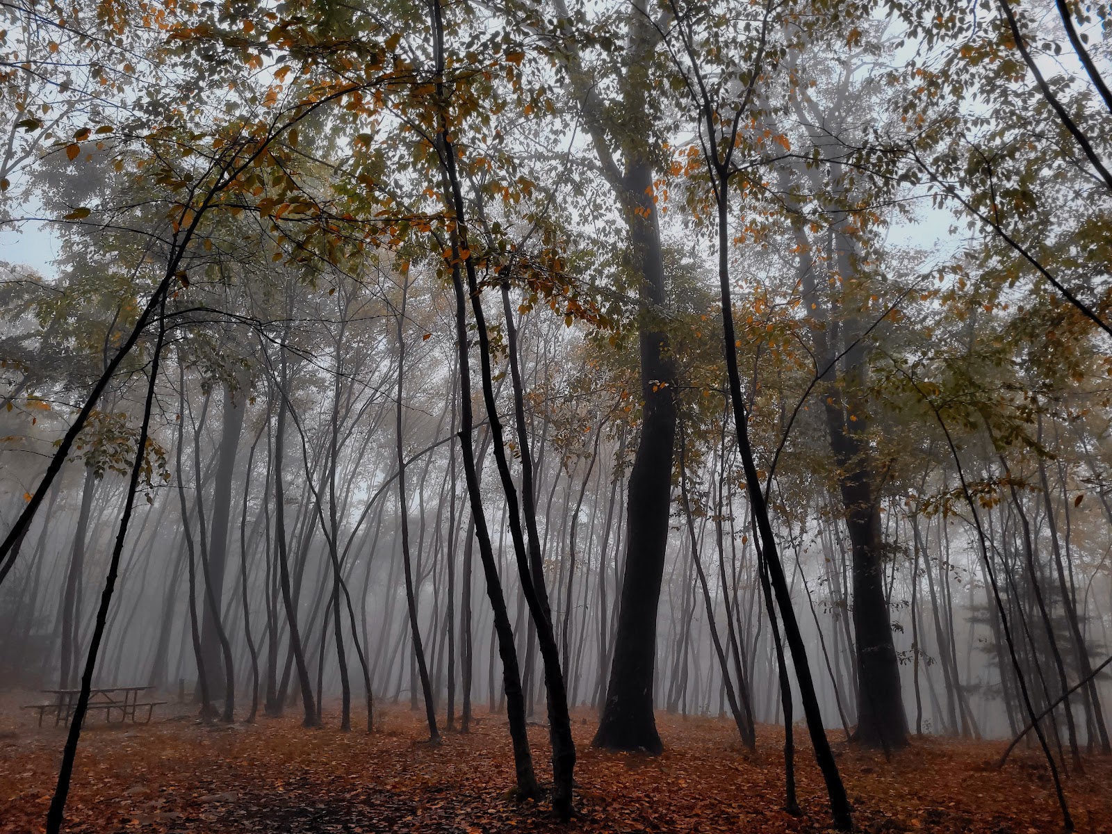 Primitive Campsite #4