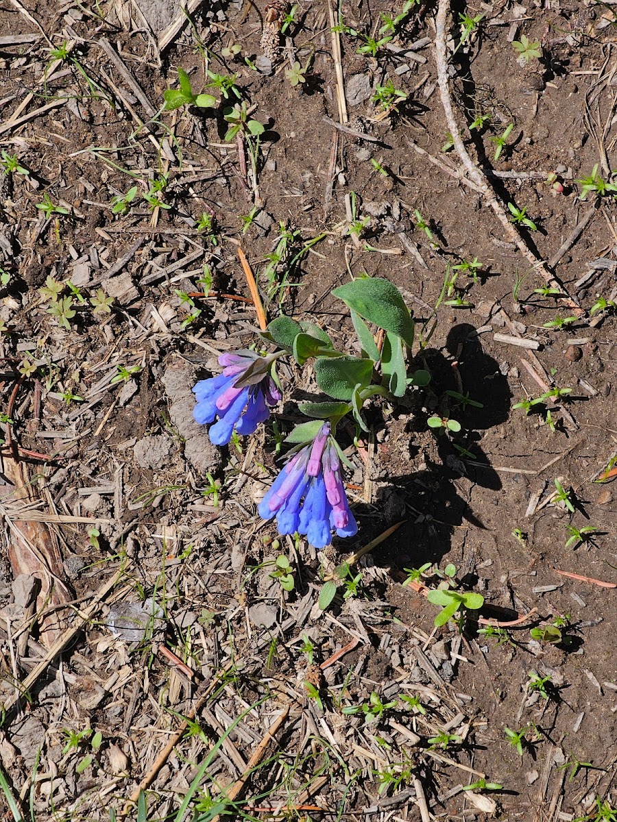 Cottonwood Campground