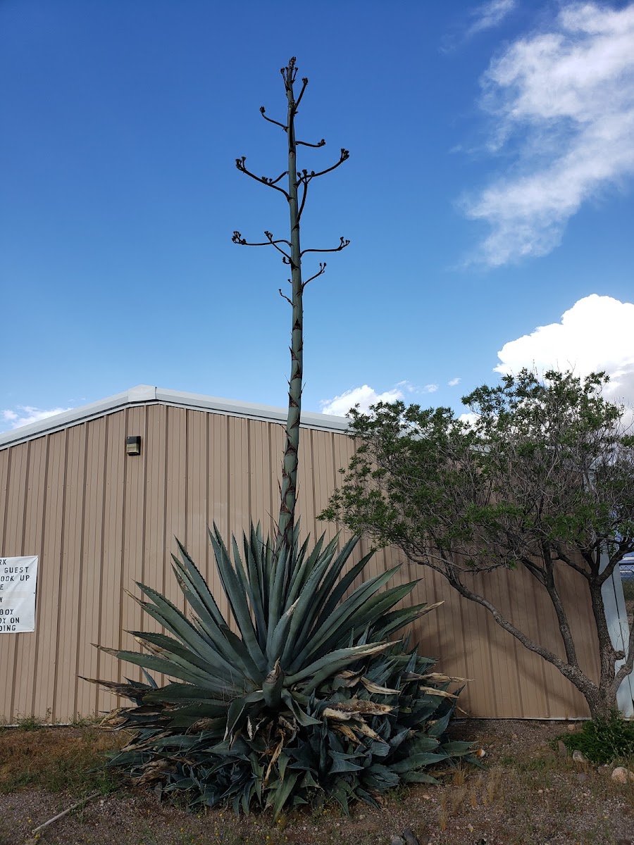 Black Mountain RV Park