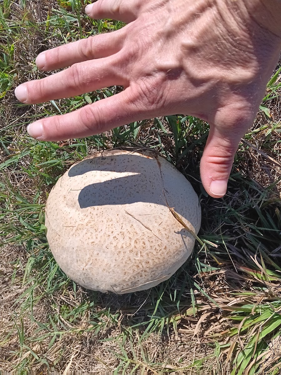 Bar X Mobile Home Park