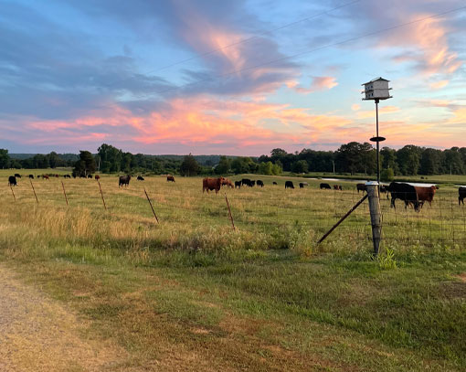 Reynolds Ranch Eclipse Camping