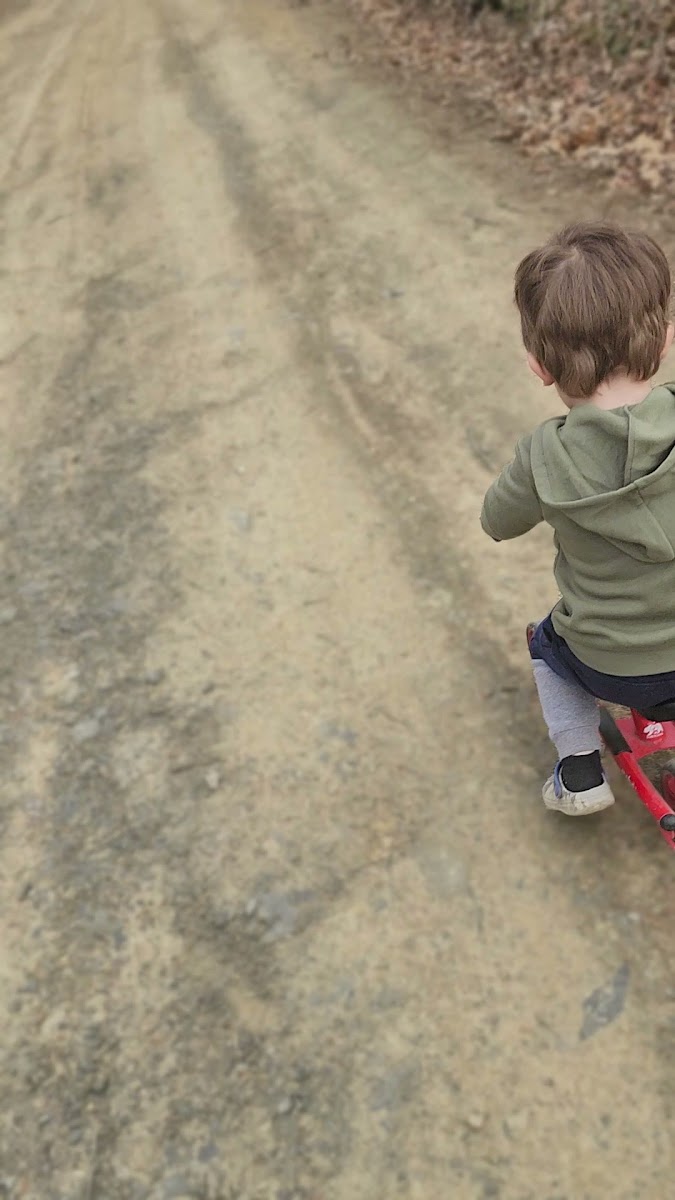 Green Ridge State Forest Campsite #22
