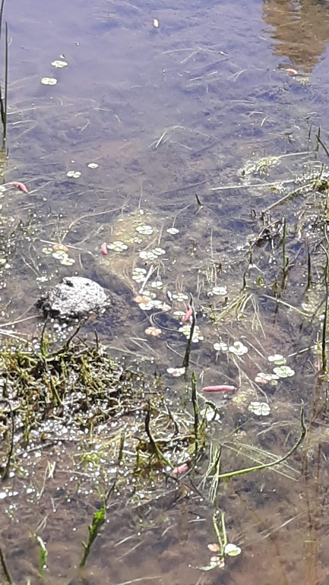 Pine Ridge Campground