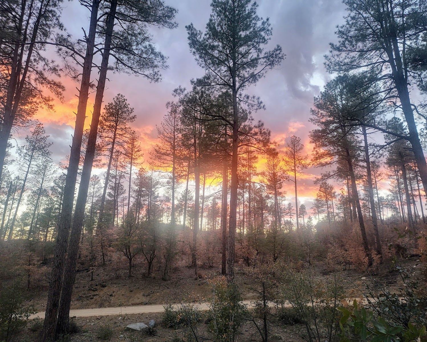 Prescott Basin Dispersed Campsite 8