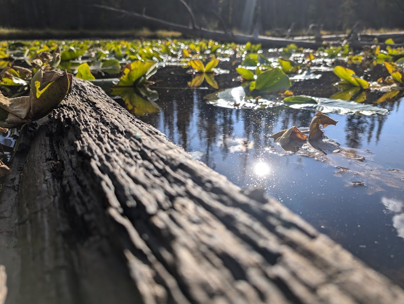 Soapstone Basin Camping