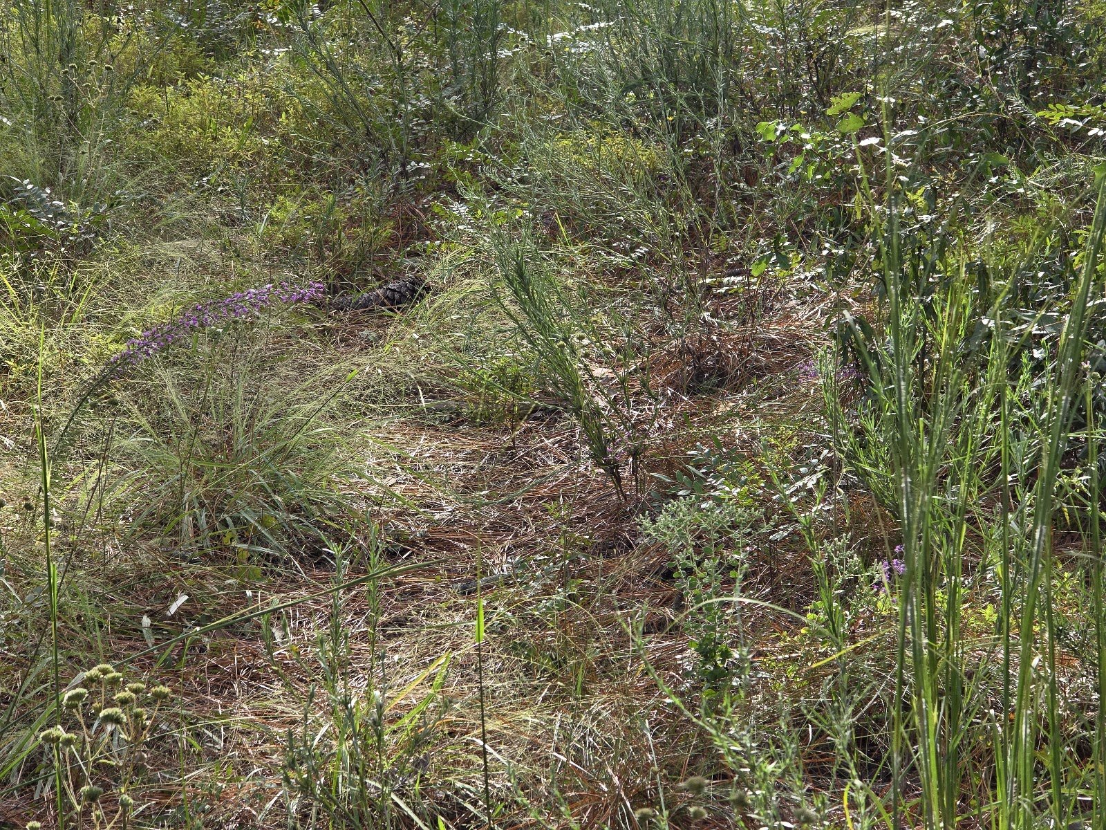 Ocala National Forest RV Park on Sunrise Lake