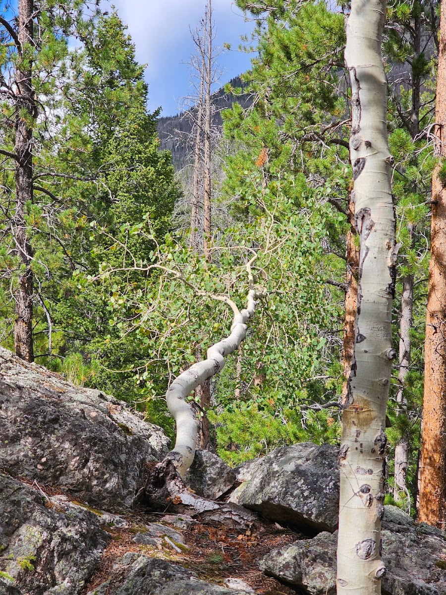 Big South Campground