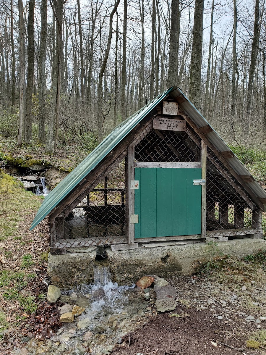 Primitive Campsite #8