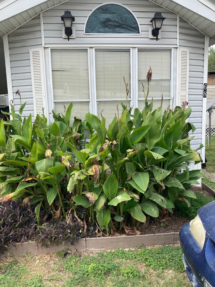 La Feria Mobile Home Park