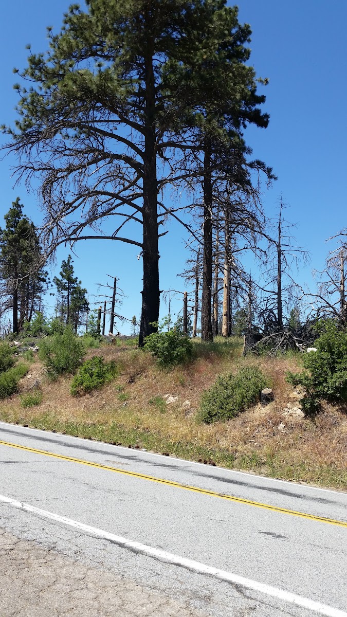 Sierra Club Guyman Lodge Organization Site (recgovnpsdata)