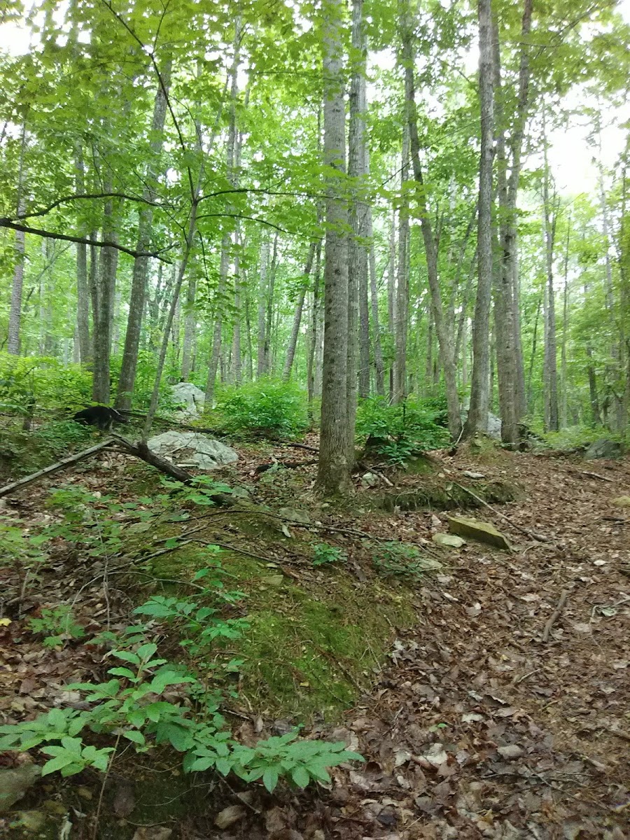 East Morris Mountain Campground